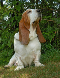 Bassett Hound