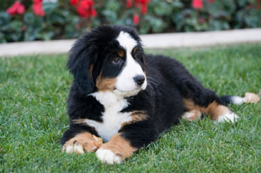 Puppy